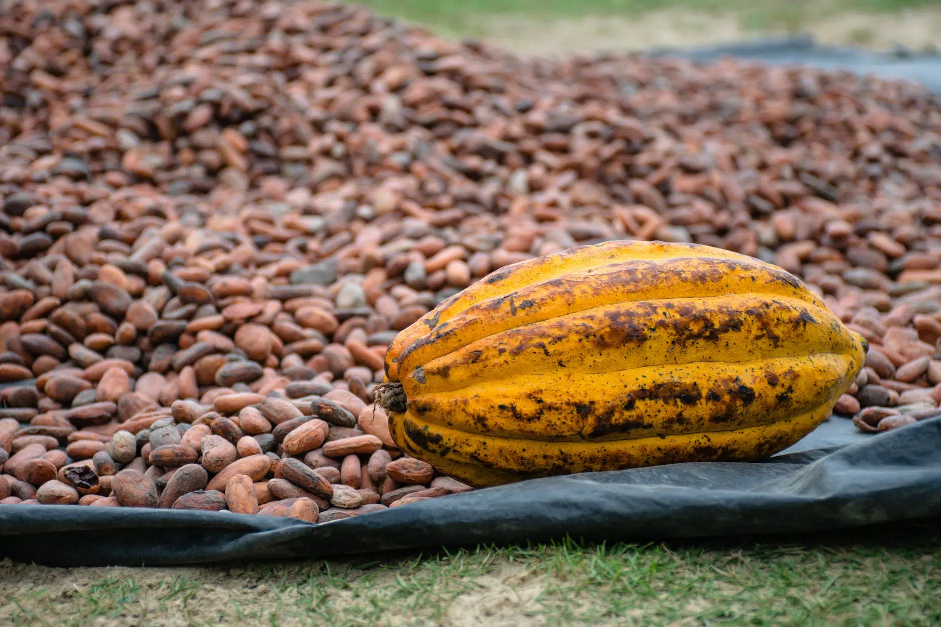 yellow cacao fruit